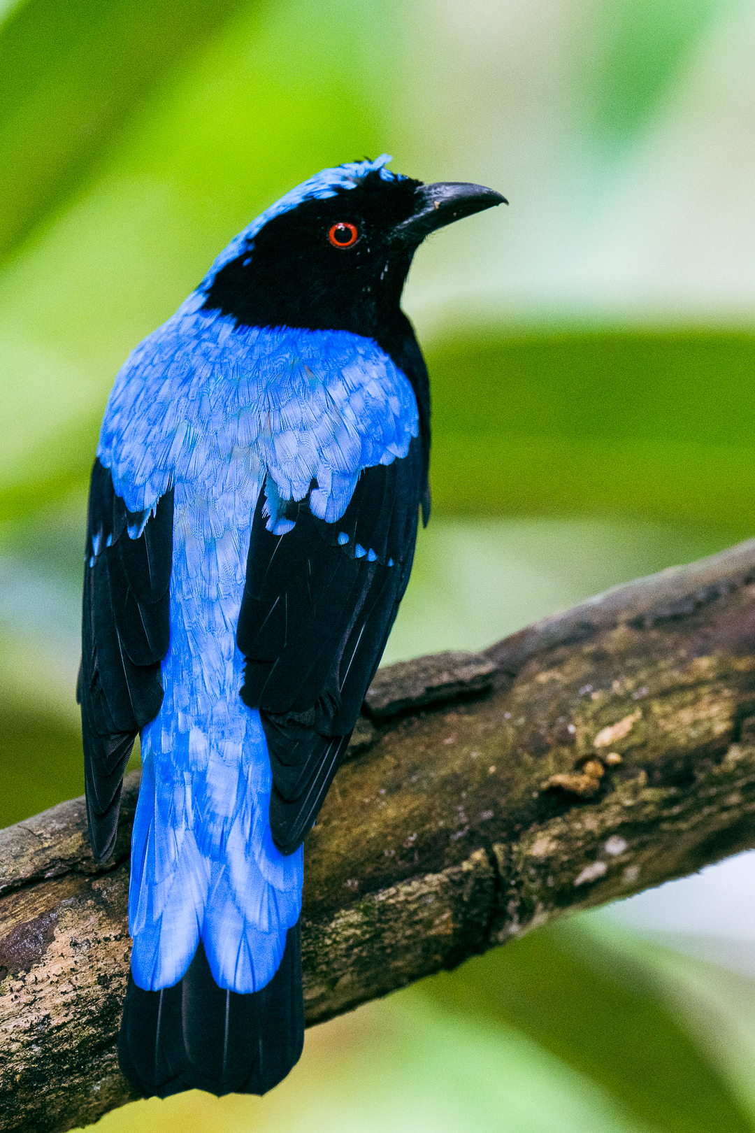 Mandai Bird Park 0007