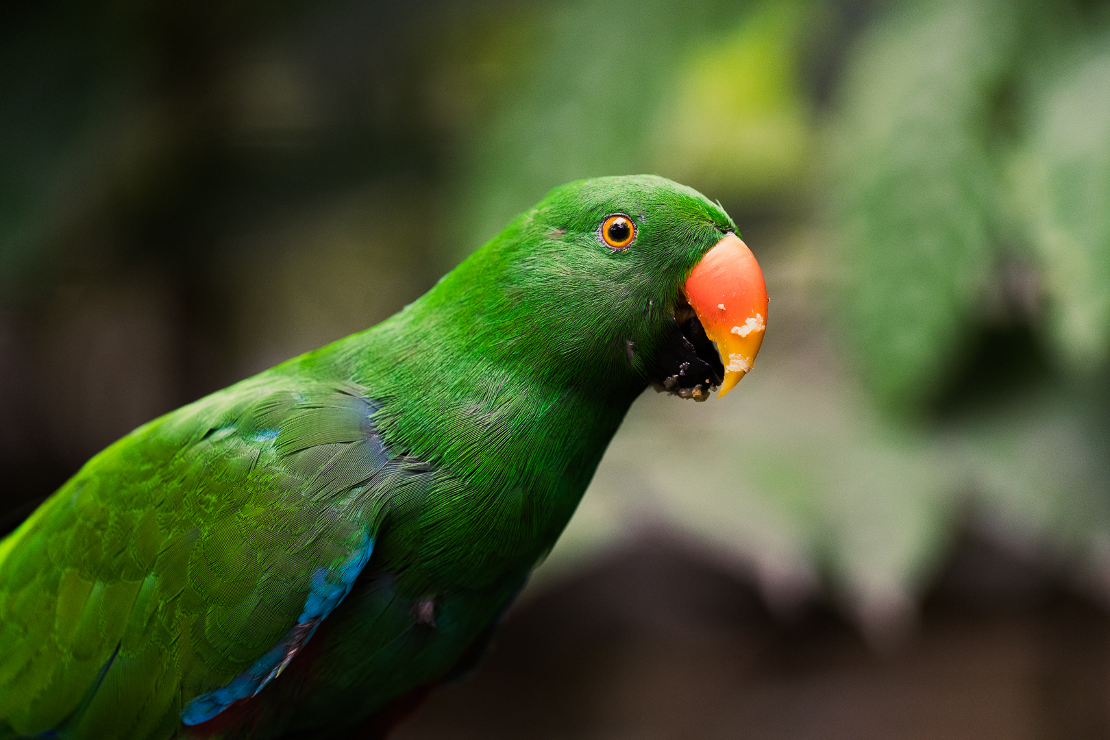 Mandai Bird Park 0009