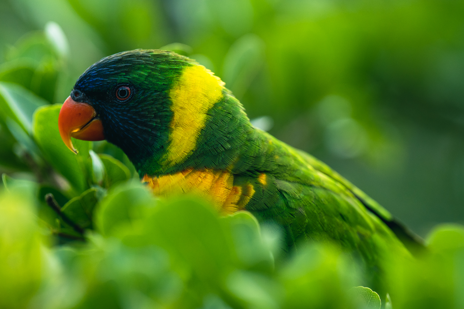 Featured photograph from Mandai Bird Park by Jason