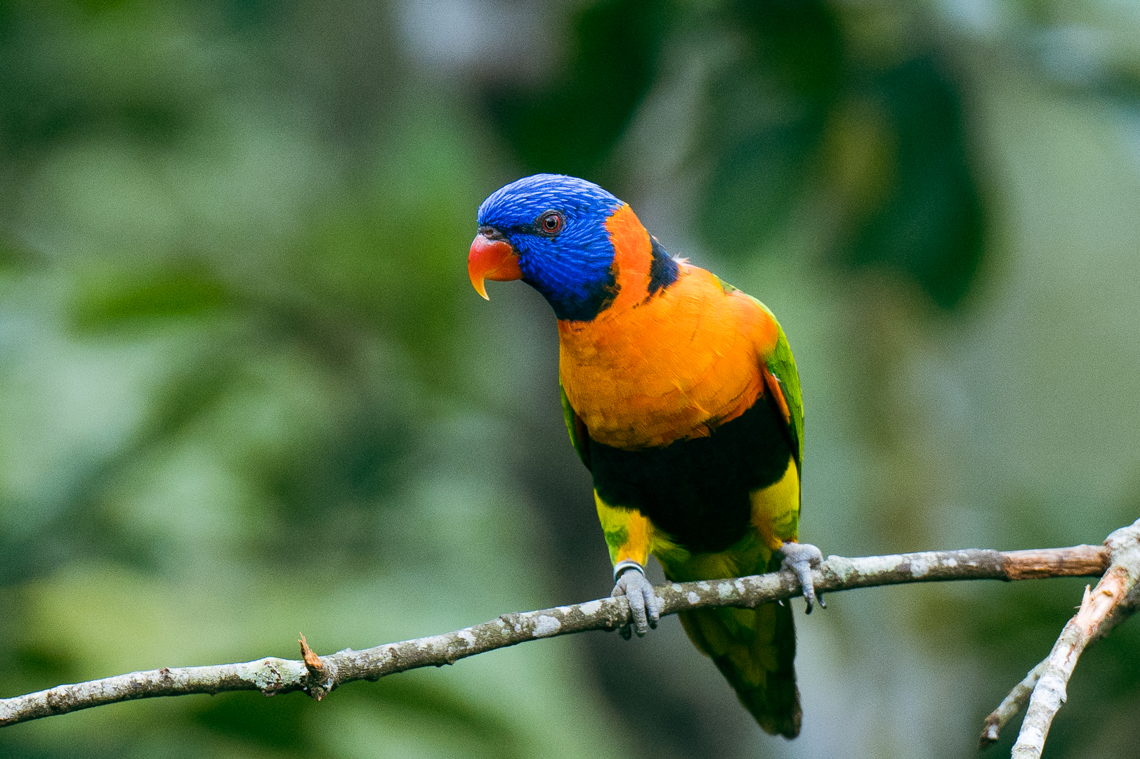 Birdpark 05423