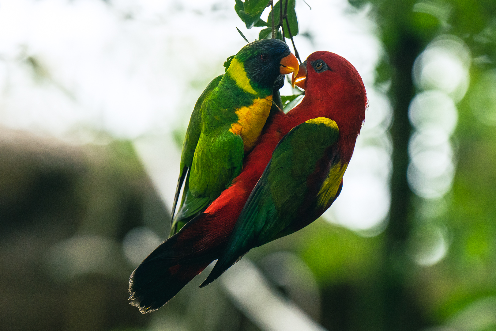 Birdpark 05486
